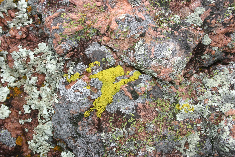 lichen7
